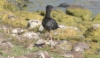 Mustapitkäjalka Himantopus novaezelandiae Black Stilt immature
