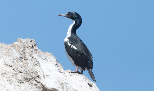 Maorimerimetso Leucocarbo carunculatus King Shag