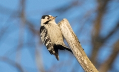 Pikkutikka Dendrocopos minor Lesser Spotted Woodpecker +1cy female