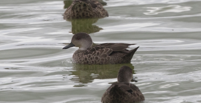 Australiansuomutavi  Anas gracilis Grey Teal