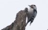 Pikkutikka Dendrocopos minor Lesser Spotted Woodpecker male