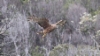 Australiansuohaukka Circus approximans Swamp Harrier +2cy female