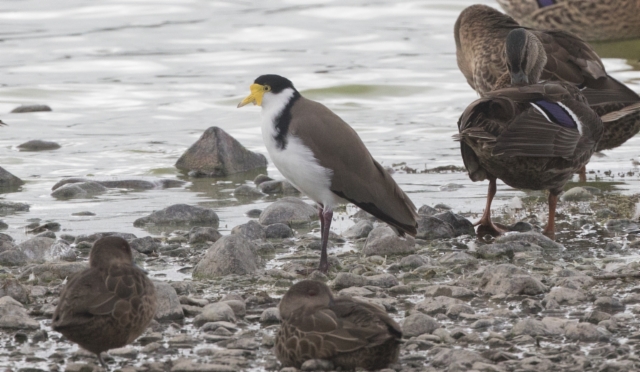 Naamiohyyppä Vanellus miles Masked or Spur-winged Lapwing 