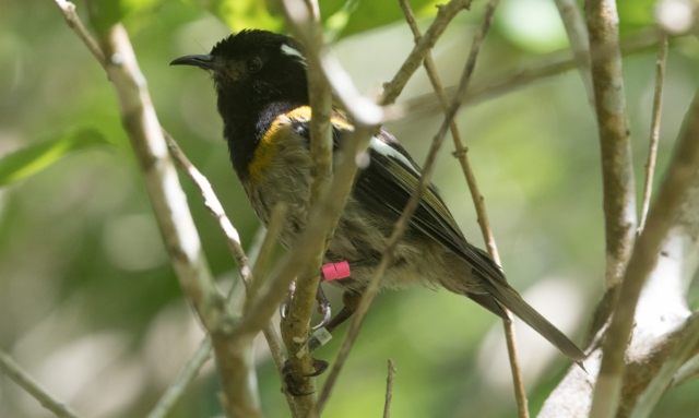 Uudenseelanninmesikko Notiomystis cincta Stitchbird male