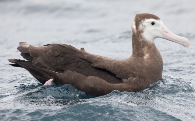 Jättiläisalbatrossi Diomedea exulans Wandering Albatross 2cy