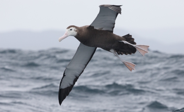 Jättiläisalbatrossi Diomedea exulans Wandering Albatross 2 cy