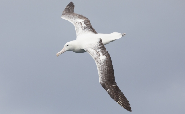 Kuningasalbatrossi Diomedea epomophora Royal Albatross