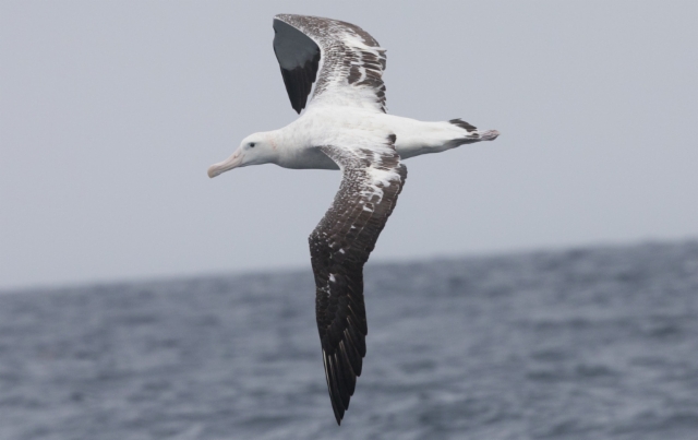 Jättiläisalbatrossi Diomedea exulans Wandering Albatross imm.