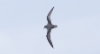 Kiertoviistäjä Pterodroma inexpectata Mottled Petrel 