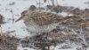 Valkoperäsirri Calidris fuscicollis White-rumped Sandpiper adult