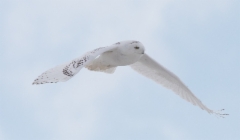 Tunturipöllö Nyctea scandiaca Snowy Owl male