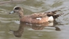 Amerikanhaapana Anas americana American Wigeon male