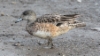 Amerikanhaapana Anas americana American Wigeon female