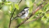 Viirukerttuli Dendroica striata Blackpoll Warbler male