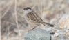 Kultakruunusirkku Zonotrichia atricapilla Golden-crowned Sparrow 