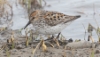 Tundrasirri Calidris mauri Western Sandpiper +1cy