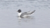 Tiiralokki Xema sabini Sabine´s Gull adult