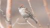 Amerikansirkkuli Spizella arborea American Tree Sparrow 