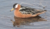 Isovesipääsky Phalaropus fulicaria Grey Phalarope female