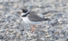 Kanadantylli Charadrius semipalmatus Semipalmated Plover adult