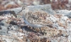 Eskimosirri Calidris bairdii Baird´s Sandpiper adult