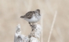 Kanadansirri Calidris pusilla Semipalmated Sandpiper adult