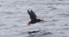 Töyhtölunni Fratercula cirrhata Tufted Puffin