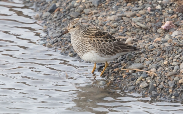 Palsasirri Calidris melanotos Pectoral Sandpiper