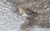 Palsasirri Calidris melanotos Pectoral Sandpiper