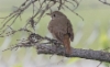 Erakkorastas Catharus guttatus Hermit Thrush