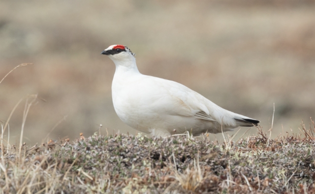 Kiiruna Lagopus mutus Rock Ptarmigan male