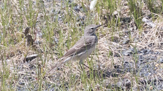 Tuhkakirvinen Anthus rubescens Buff-bellied Pipit ssp rubescens +1cy