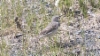 Tuhkakirvinen Anthus rubescens Buff-bellied Pipit ssp rubescens +1cy