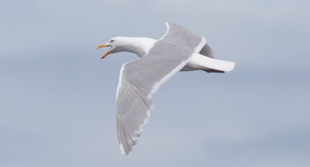 Amerikanisolokki Larus glaucescens Glaucous-winged Gull adult