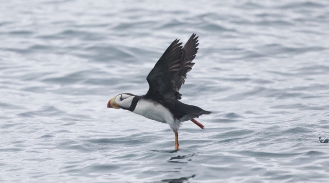 Isolunni Fratercula corniculata Horned Puffin