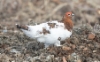 Riekko Lagopus lagopus Willow Grouse male