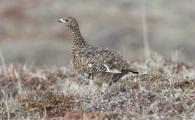 Kiiruna Lagopus mutus Rock Ptarmigan female