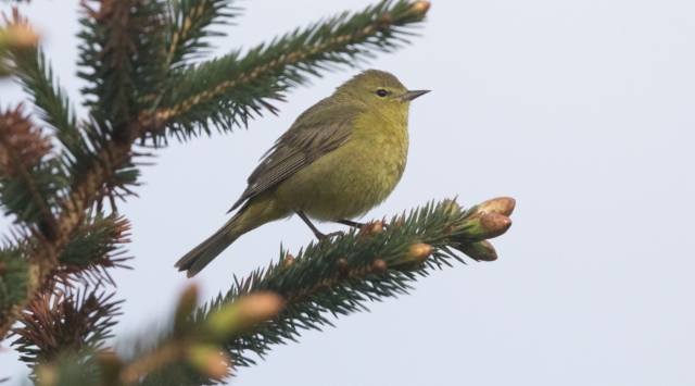 Viherkerttuli Vermivora celata Orange-crowned Warbler