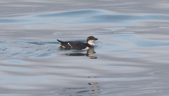 Pohjankiisla Uria lomvia Thick-billed Murre 2 cy