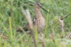 Rämekurppelo Limnodromus griseus Short-billed Dowitcher adult ssp caurinus