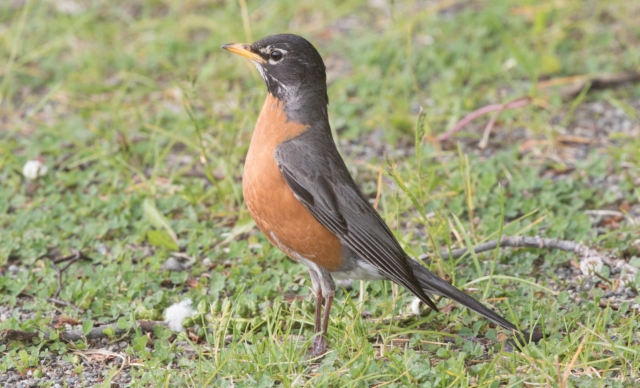 Punarintarastas Turdus migratorius American Robin