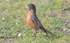 Punarintarastas Turdus migratorius American Robin