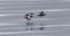 Tyynenmerenriskilä Cepphus columba Pigeon Guillemot