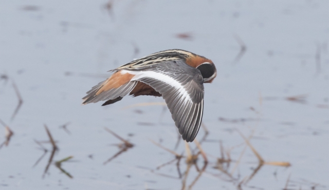 Isovesipääsky Phalaropus fulicaria Grey Phalarope adult female