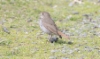 Erakkorastas Catharus guttatus Hermit Thrush