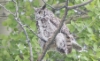 Amerikanhuuhkaja Bubo virginianus Great Horned Owl 