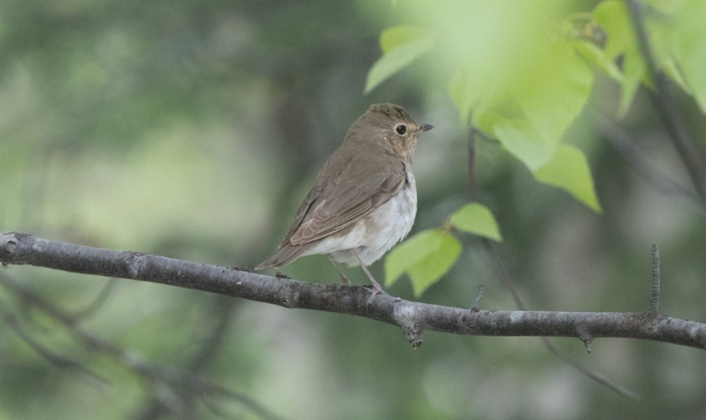 Korpirastas Catharus ustulatus Swainson´s Thrush