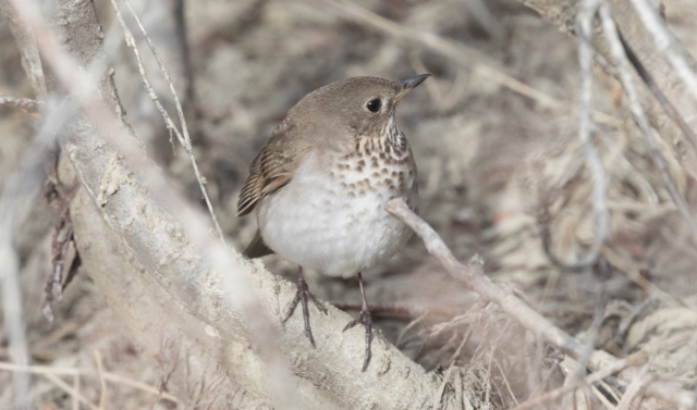 Tundrarastas Catharus minimus Grey-cheeked Thrush +1cy