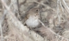 Tundrarastas Catharus minimus Grey-cheeked Thrush +1cy