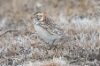 Lapinsirkku Calcarius lapponicus Lapland Longspur +1cy female ssp alascensis